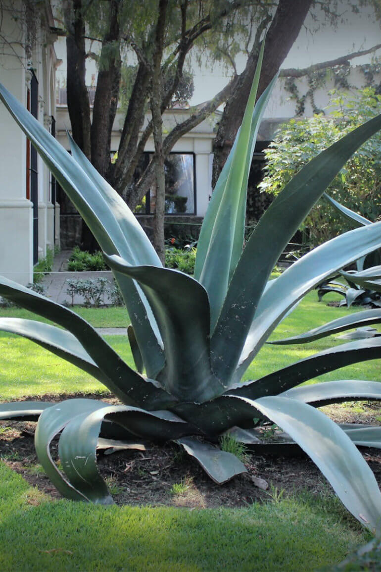 Diferencia entre agave y maguey Mezcal Cómplice