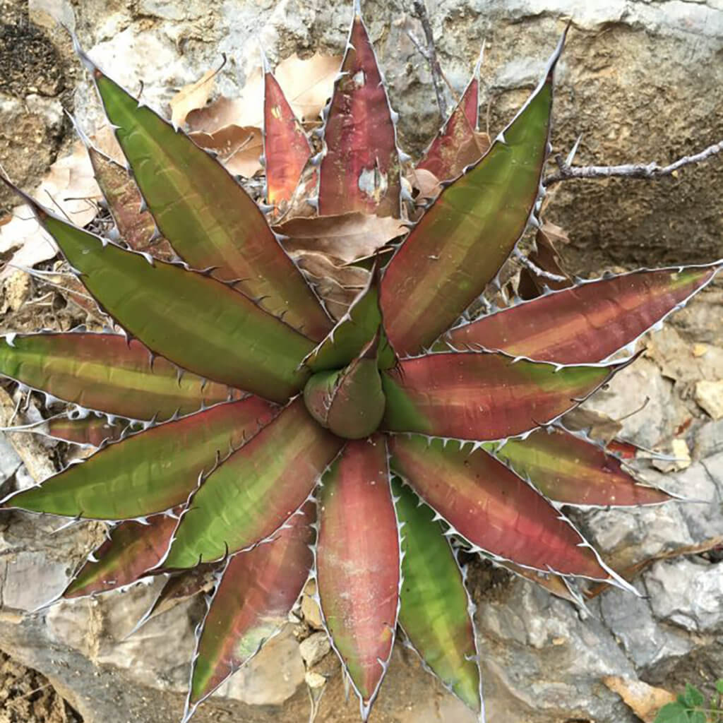 Maguey Jabalí Mezcal Cómplice