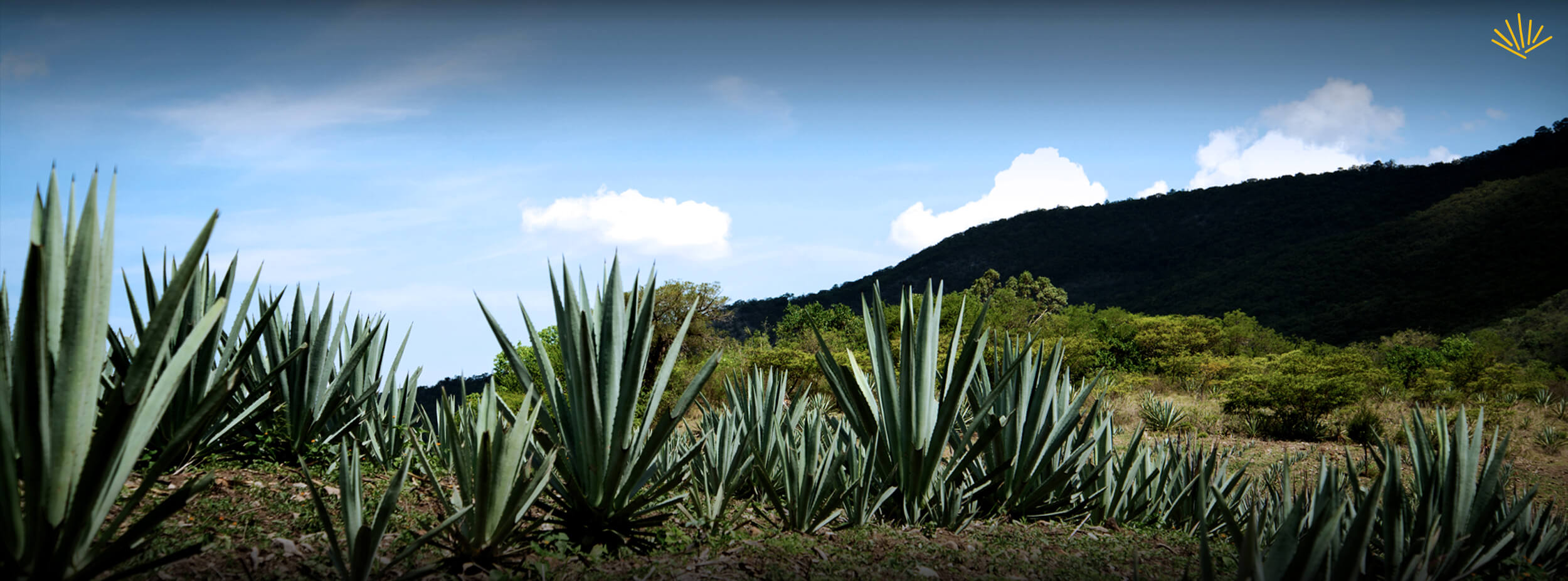 Agave in ancient Mexico