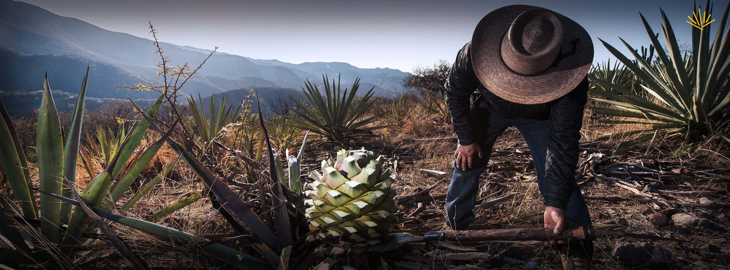 Mezcal, one of the world’s most complex distillates